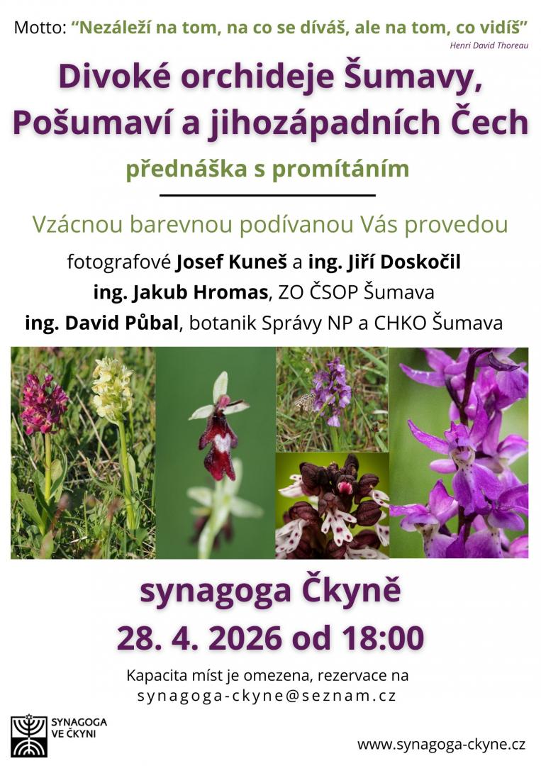 Divoké orchideje